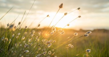 夕日に花